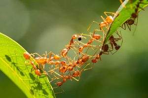 عکس تجمع مورچه