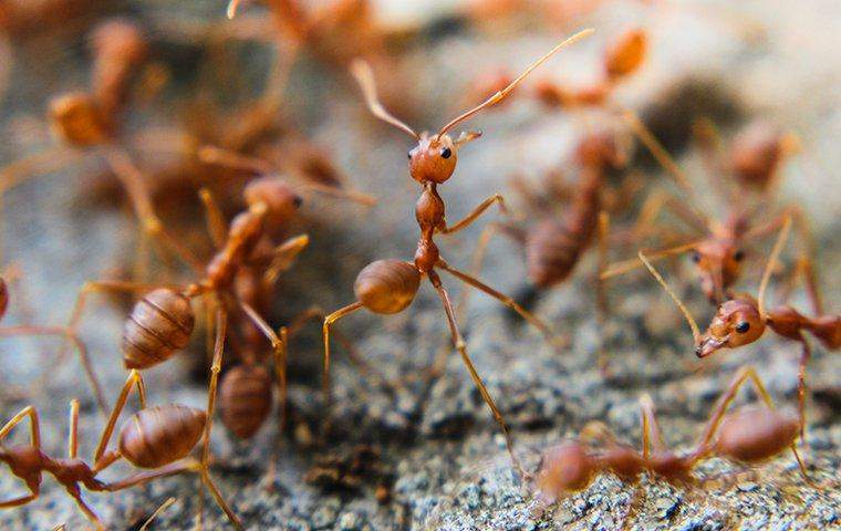 عکس دسته جمعی مورچه ها