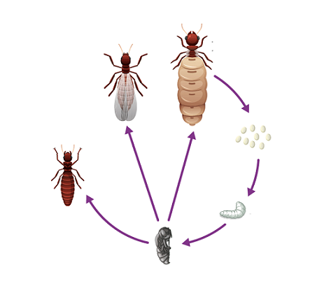 عکس مراحل رشد مورچه