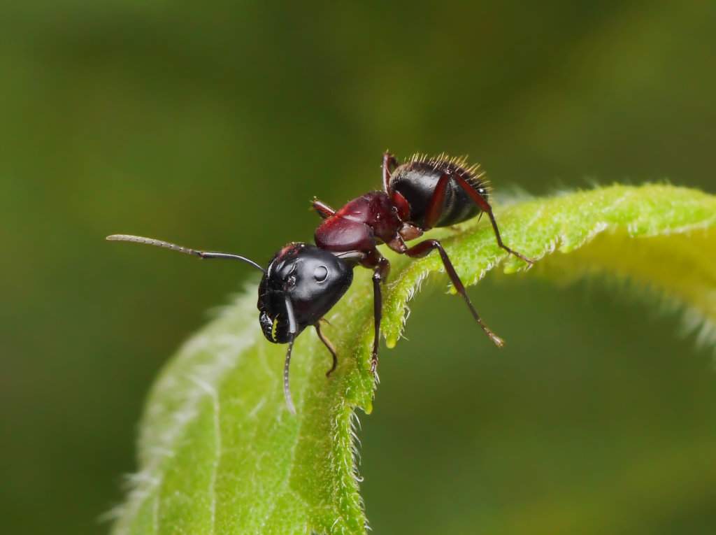 عکس مورچه در طبیعت
