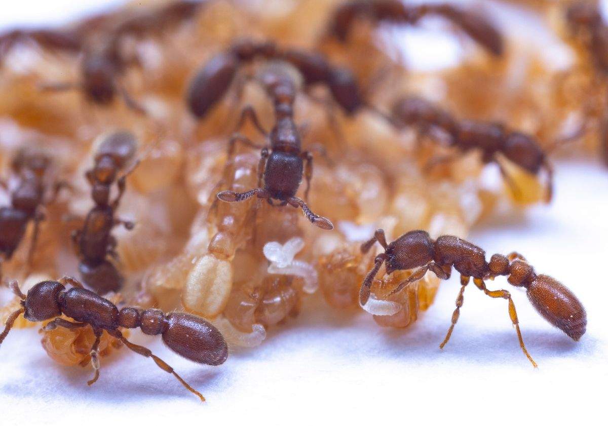 عکس مورچه و تخم مورچه
