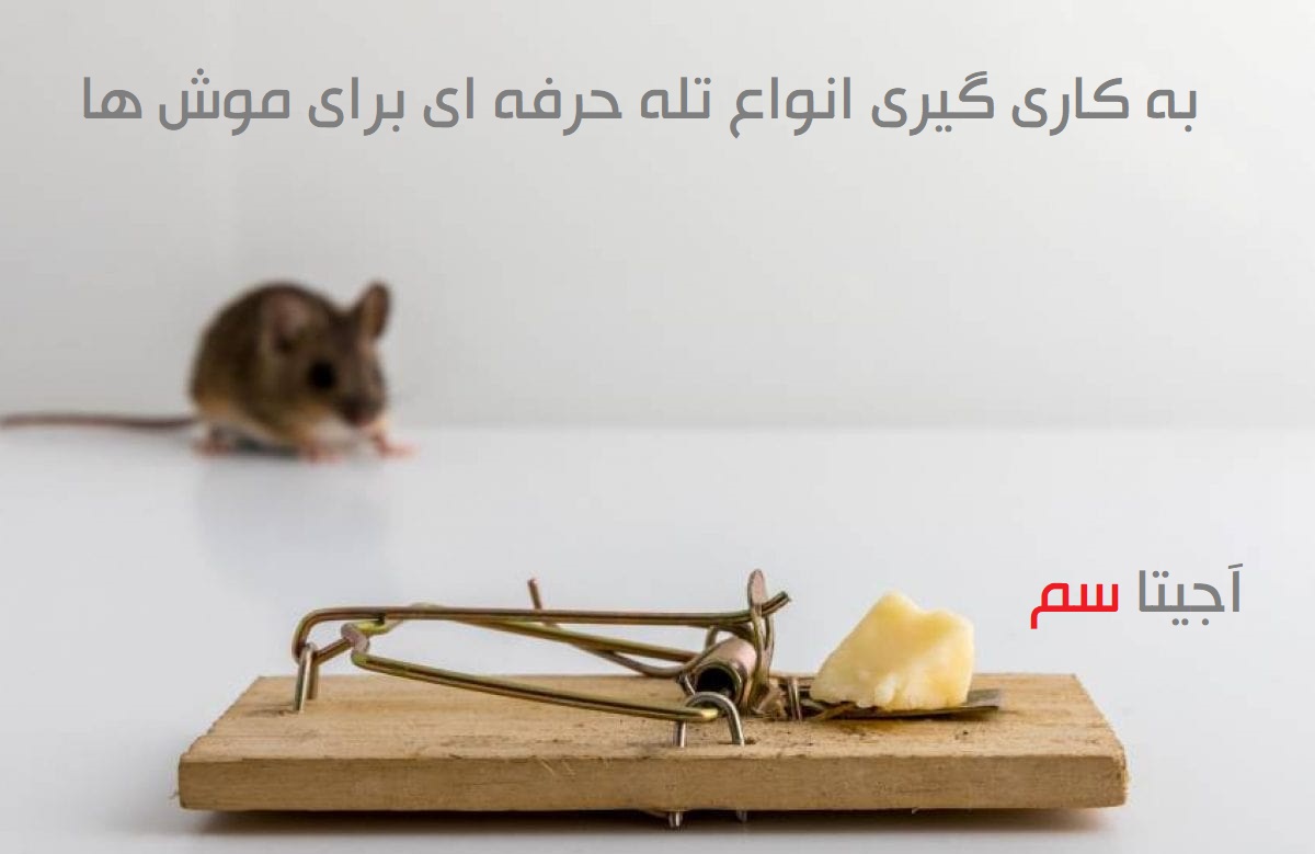راه های خلاص شدن از شر موش ها | فروشگاه آجیتا سم