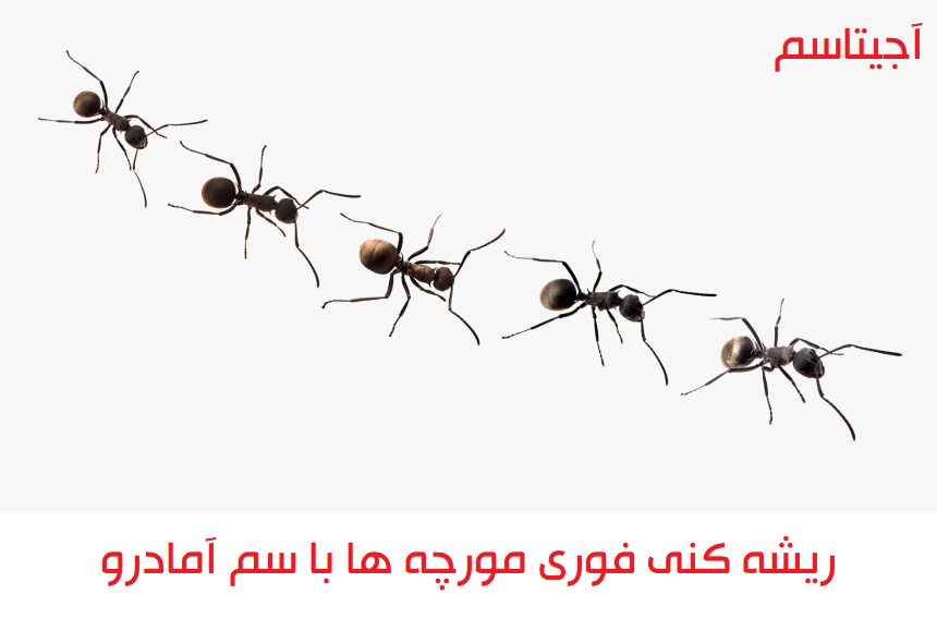 آیا مورچه ها باعث تخریب اموال منزل می شوند؟