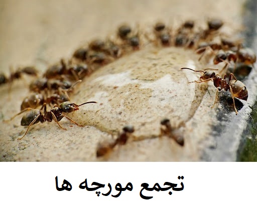 تجمع مورچه ها