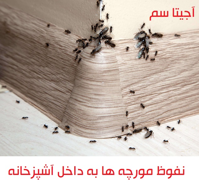 ساده ترین راه برای خلاص شدن از شر مورچه ها برای همیشه چیست؟