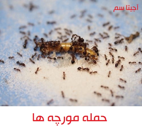 شکل مورچه های ریز و درشت در منزل ؟