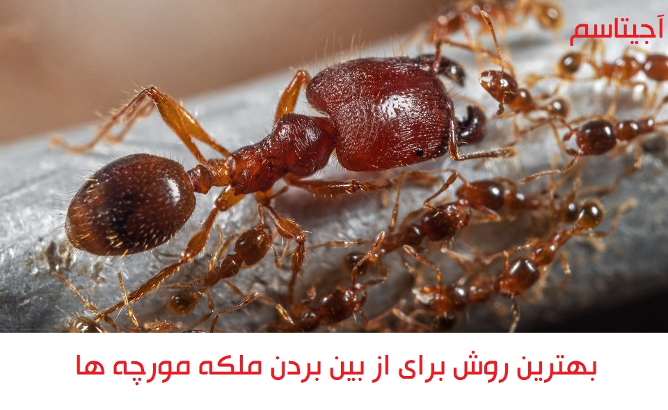 چرا مورچه ها حشرات موذی هستند؟