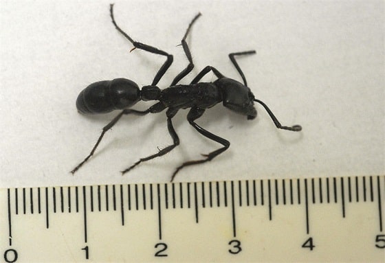 سایز بزرگ مورچه