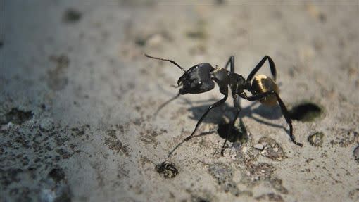 مورچه سیاه