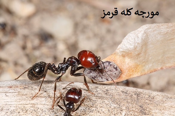 مورچه کله قرمز